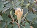Moonflower
