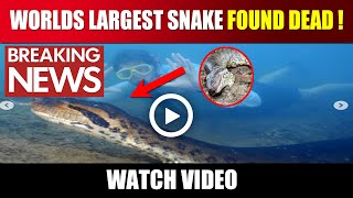 World Largest Snake Anaconda Found Dead | Ana Julia Snake Dead | Breaking News