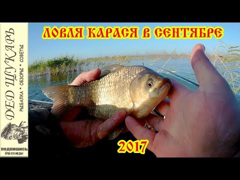на что ловить карася карпа и окуня на что ловить карася карпа и окуня