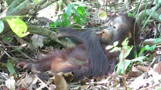 Orangutan Kartini | FOUR PAWS | www.four-paws.org
