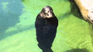 Spinning Seal - Gifsound