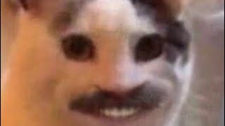 Random Memes Tiktok