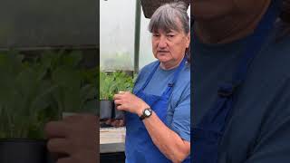 Weekly Series - What you can grow - April 26,2020