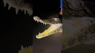 Exploring The Amazon Rainforest