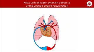 Katta Va Kichik Qon Aylanish Doirasi Va Uning Yoshga Bogliq Xususiyatlari