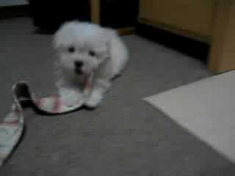 Maltesepuppies Youtube on Maltese Facts  Information  Pictures   Encyclopedia Com Articles About