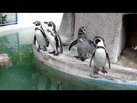 フンボルトペンギン＠千葉市動物公園