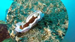 Maldives 2016
