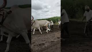Soybean Sowing By Traditional Methods, Suybean Sowing