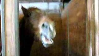 Worlds First Burping Horse?