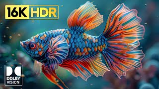Beautiful Dolby Vision Oled Demo - 16K Hdr 120 Fps 4K 8K Tv