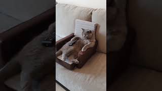 Sky Super Cat 7000343561203879169