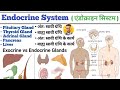 Endocrine System in hindi | Endocrine Gland | Pituitary Gland | Thyroid Gland | Liver | Pancreas