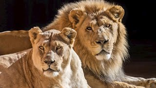 L.a. Zoo Euthanizes Soulmate Duo Of African Lions