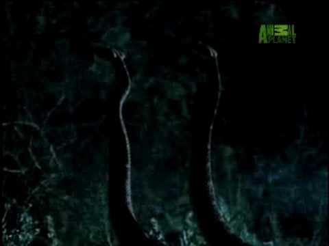 Fooled by Nature - Rhythmic Rattlesnake Mating