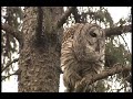 owl