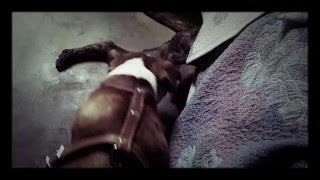 Pit Bull Vs Bull Terrier Pelea A Muerte