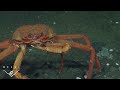 Crab