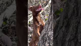 Mountain Cur And Patterdale Terrier Treeing Racs