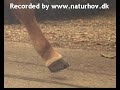 Highspeed video recording troting shood horse hoof touchdown