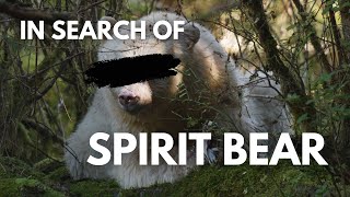 In Search of Spirit Bear