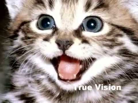 Urdu Poem: Mano Billi