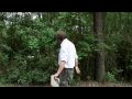 Farmers harvest blueberries in New Jersey Pinelands, birthplace of the cultivated highbush blueberry