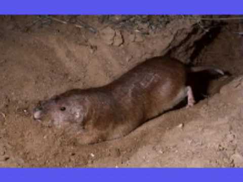 thick african women porn asian burrowing rodent