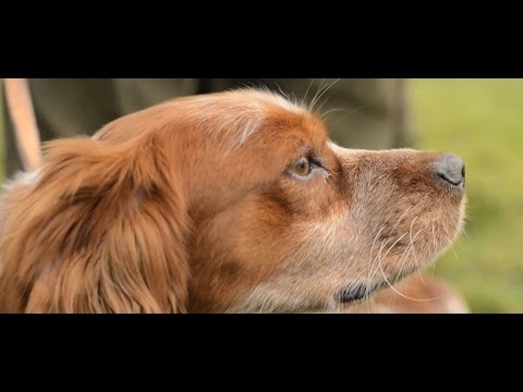 Rencontre passionné chevaux