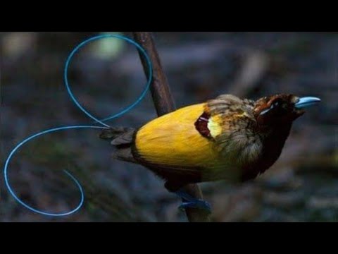 Magnificent Bird of Paradise@SantriKumatOfficiall# Magnificent