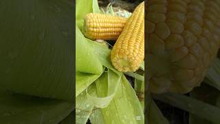 Corn Roti Nature Wild Food