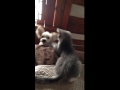 Kitten refuses to let puppy on bed
