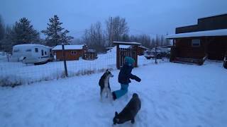 Larissas-Huskies 13-01-2020