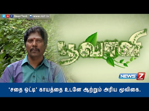 How to grow 'Sathai Otti' which cures injuries | Poovali | News7 Tamil | 