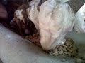 image Ternak Modern Pola Hcs I Kambing Jawa Pakan Fermentasi Debog Pola Hcs I Soc