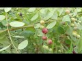 Plants review || Black Honey Shrub || Water primrose || Chaff flower || vlog- 30 || Srilekhas Vlog