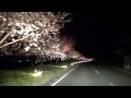 天竜峡桜街道ライトアップ