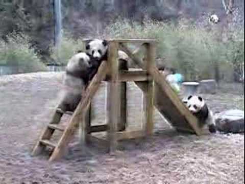 滑り台がしたいパンダが何度も突き落とされておもしろ可愛い 猫動画のアニマルエステ