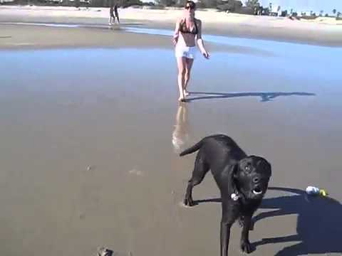 Dog Squirts Out Water When He Barks Dog Squirts Out Water When He Barks