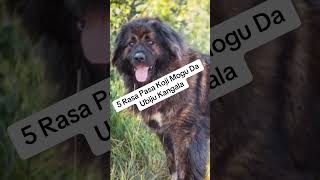Da Li Znate Koje Rase Pasa Mogu Da Ubiju Kangala? Ko Je Na Prvom Mestu?