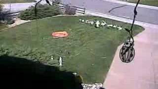 Watch Grass Grow