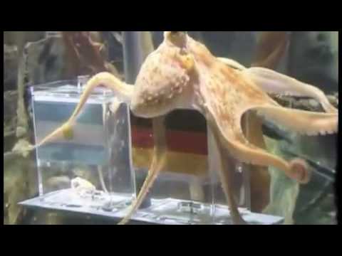 Paul The Octopus - song by Parry Gripp