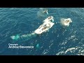 Stevenson's Aerial Footage Of Whales In Bermuda, 2018