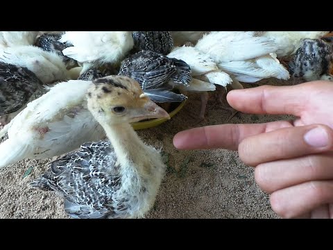 Giá g.à tây 1 tháng tuổi