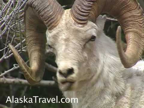 Anchorage Alaska travel video from Alaska Tour & Travel 