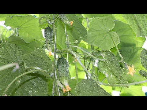 Садовый мир выращивание огурцов 4
