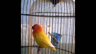 Love Bird-Belajar Ngekek