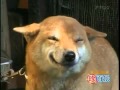 Perro se rie al ver al dueño