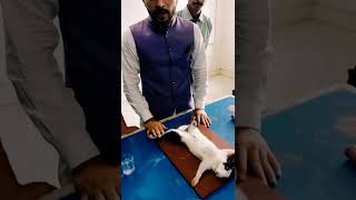 Dissection Of Rabbit, To Expose Internal Organs. Part 1