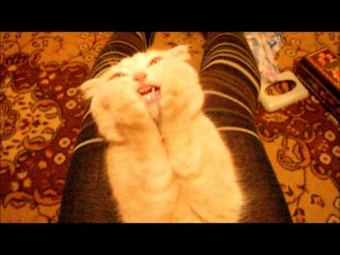 Зубы кошки Зубы кошки